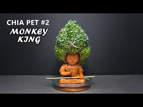 Growing Chia Seeds Time Lapse  - Chia Pet #2 Monkey King