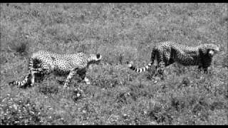 preview picture of video 'Serengeti Migration in Black and White'