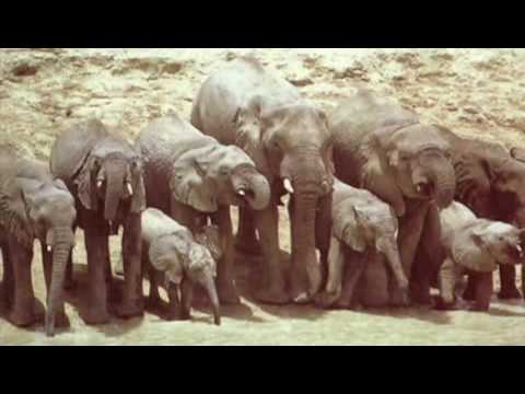 Ben Decca- Ebele Obosso