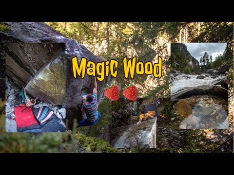 Boulderparadise - Magic Wood 🍓Tidbits🍓