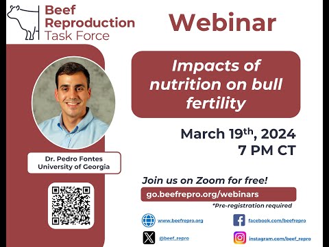 Impact of nutrition on bull fertility