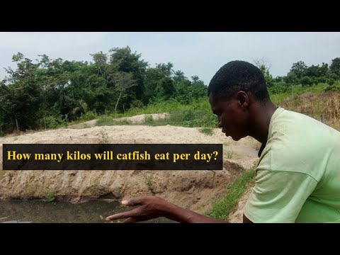 How to know if your catfish are fully satisfied and the quantity of feed each catfish takes per day