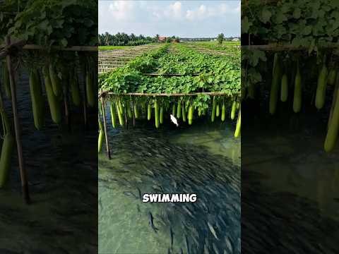 Farming in the Air with Fish Below 😱
