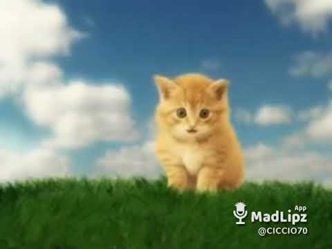 Il gattino virgola - Ilaria