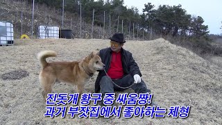 [반려동물] 천연기념물 국견 진돗개 황구 싸움짱 국보(토리의 부견) 소개