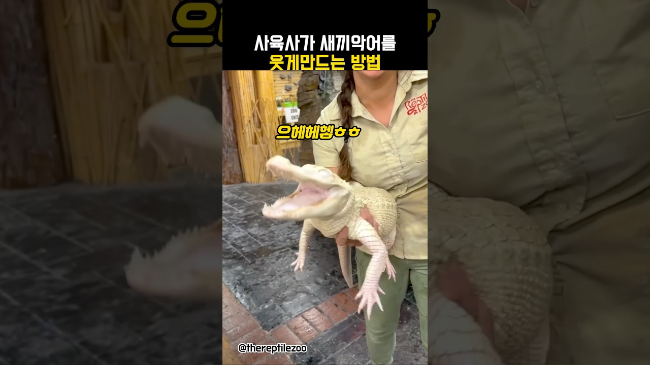 새끼 악어를 미소짓게 만드는 사육사 #동물 #악어