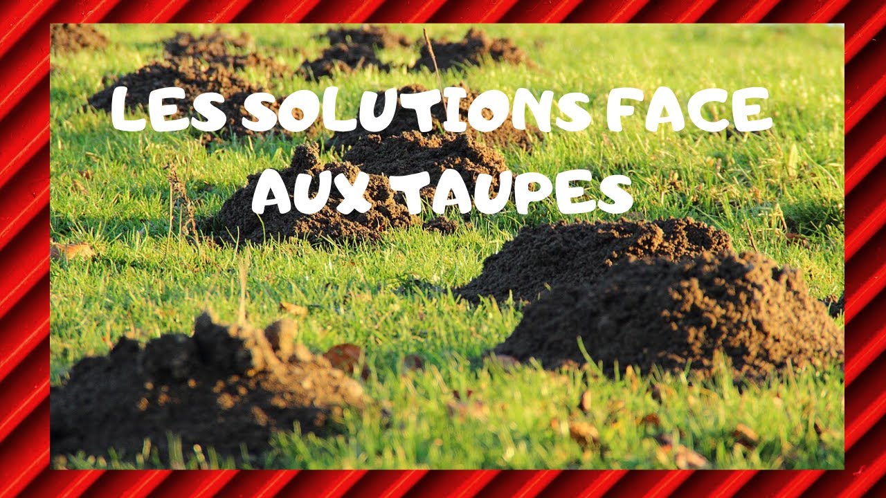 Faire fuir les taupes: Comment se débarrasser des taupes  (Tuto pour les nuls)