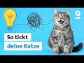 Katzensprache: So verstehst du deine Katze besser | Quarks