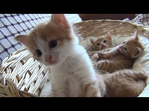 Mom cat with 4 meowing kittens (no added music - pure cuteness) Video