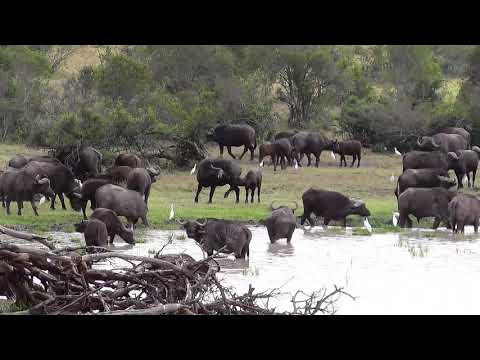 Large Buffalo herd at Ol Pejeta dam