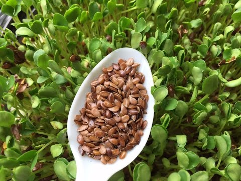 Pagbaba ng timbang na may-activate carbon Ilang beses sa isang araw kailangan mong uminom ng green tea upang mawala ang timbang
