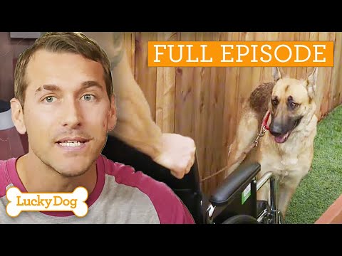Pastor alemán ansioso busca un hogar definitivo | Episodio completo de Lucky Dog