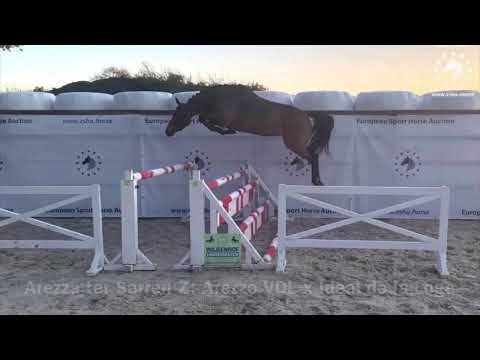 Arezza ter Sarren Z: Arezzo VDL x Ideal de la Loge