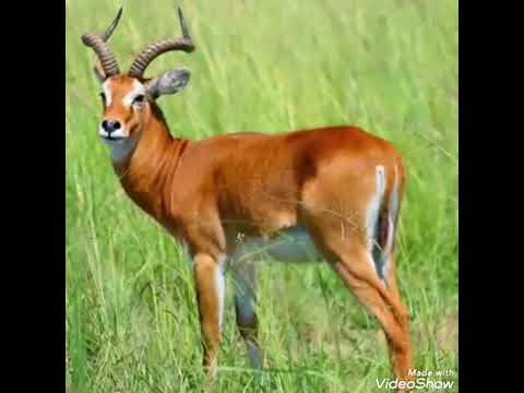 Musaayi Gwange by prince job Paul kafeero Rip