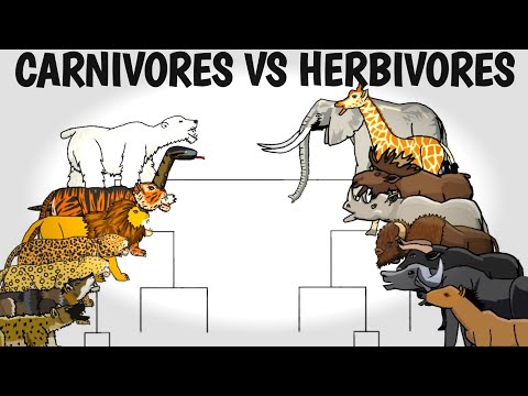 CARNIVORES VS HERBIVORES TOURNAMENT - ANIMATION
