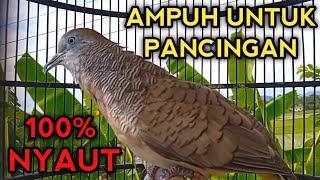 Download lagu PANCINGAN PERKUTUT BANGKOK AGAR BUNYI 100% BIKIN PERKUTUT BANGKOK GACOR NYAUT MBAH mp3