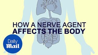 Salisbury poisoning: How a nerve agent affects the body