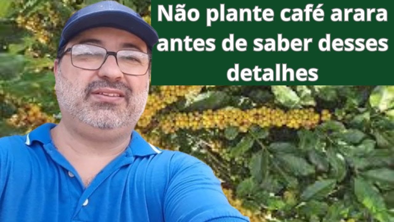 Não deixe de aprender esses detalhes que fazem toda a diferença no cultivo do cafeeiro arara.