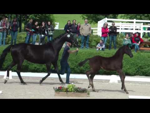 *2016 Bernay Hengstfohlen