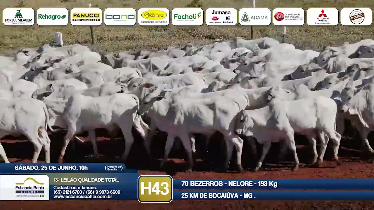 Vídeo LOTE H43 - 13º Leilão Qualidade Total 2022