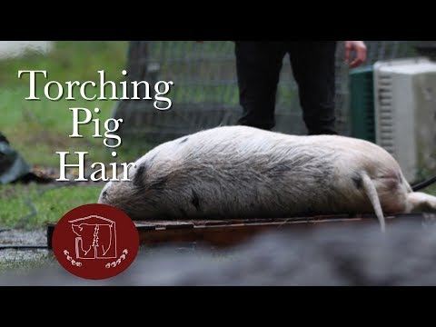 Pig Hair Removal Methods: Torching (Fire)