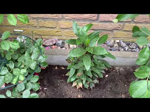 Einen Gewürzlorbeer im Garten auspflanzen
