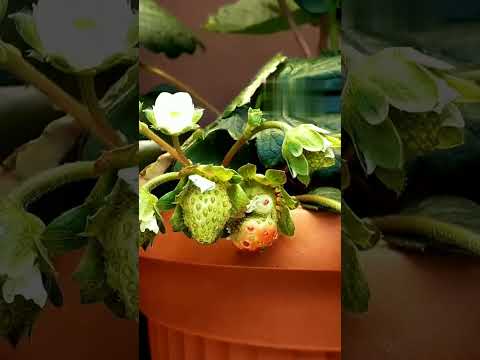 964 days in 30 mins   growing plant time lapse compilation #greentimelapse #gtl #timelapse14