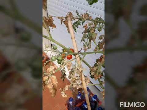 Ragnetti rossi delle piante (acari)