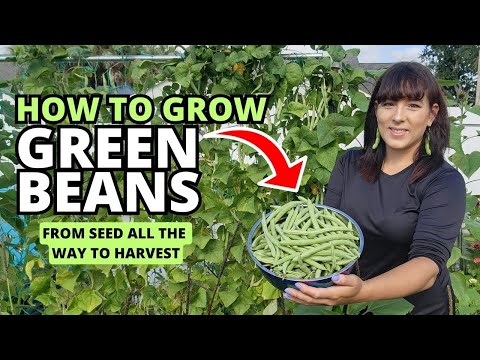 , title : 'Ultimate Guide to Growing Bush/Pole Green Beans From Seed to Harvest #beans #garden #gardeningtips'