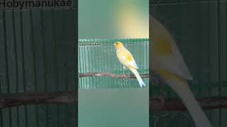 Download lagu CUITAN KENARI BETINA||TERAPI KENARI mp3