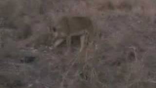 Part 2 Lion cubs  alone; Part 3 Lions go on a Buffalo Hunt