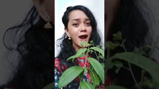 Download lagu Phool Mango Na Bahar Raja Madhuri Dixit Sanjay Kapoor Lagu India Film Bollywood Lama Terbaru Viral mp3 Download lagu Phool Mango Na Bahar Raja Madhuri Dixit Sanjay Kapoor Lagu India Film Bollywood Lama Terbaru Viral mp3