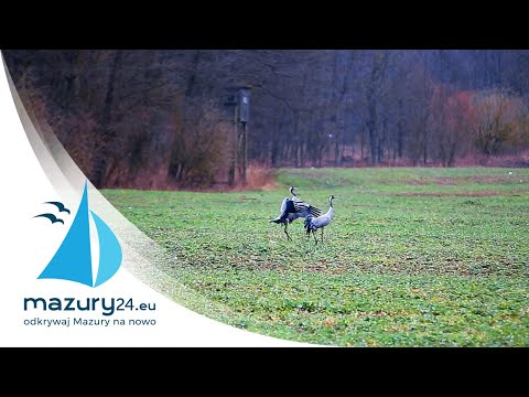 ŻURAWIE też obchodziły dzisiaj DZIEŃ KOBIET