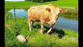 Mother cow clearly asks man to rescue her newborn calf