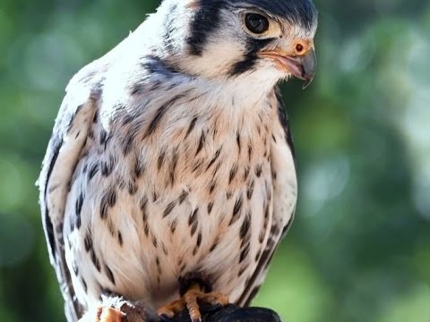 Live webcam view of Peregrine Falcon Nest Cam in Kansas City
