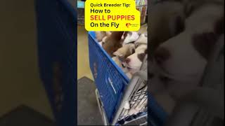 Quick Breeder Tip: How to SELL PUPPIES On the Fly