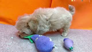 ハーフ犬の動画01