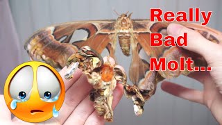 Bad Attacus atlas Molt - My Last One.