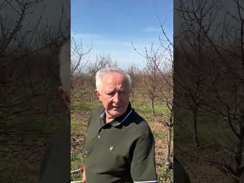 Pravilno orezivanje višnje