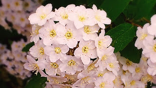 O Ignis Spiritus Paracliti