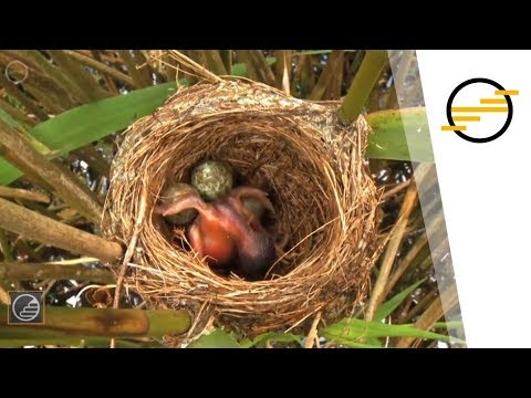 Érettségi 2018 - Biológia: Ökológia - Társulások