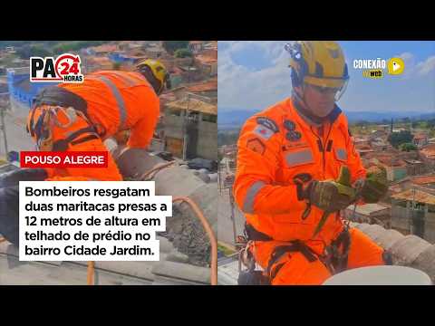 Vídeo: Bombeiros resgatam duas maritacas presas a 12 metros de altura em telhado de prédio no bairro Cidade Jardim.