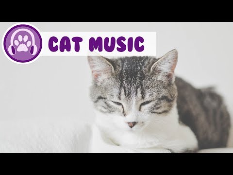 Music Therapy for Cats! - Chill out my cat