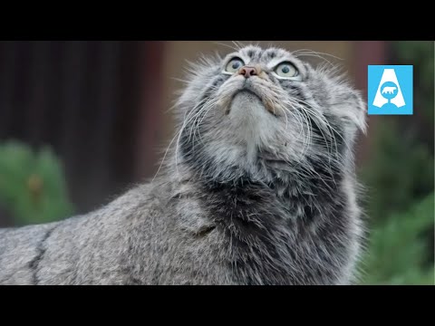Curious Pallas’s Cat Timofey