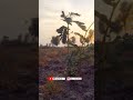 Videography Short Quran Translation Nature Video Surah Ikhlas Shorts Viral Aesthetic