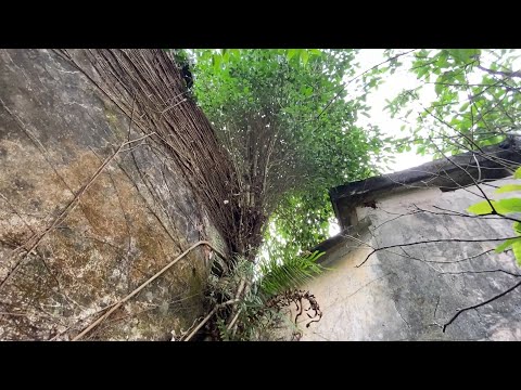 Sawing giant overgrown tree leaning against house dangerously | Cut down the tree