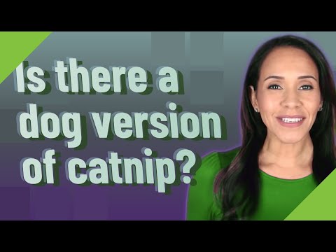 Is there a dog version of catnip?