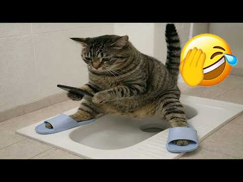 The Best Cat Fails and Funny Moments of 2026 😹