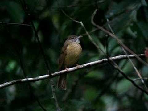Bulbul bres (Alophoixus bres) — správanie, biotop a hlas