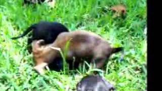 7 week old mini dachshund puppies